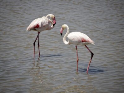 flamingos-5403041_1920 (1)
