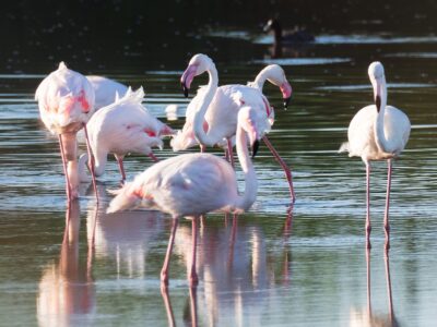 greater-flamingos-3246601_1920