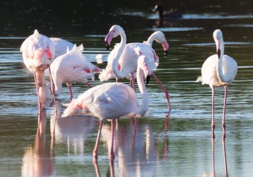 greater-flamingos-3246601_1920